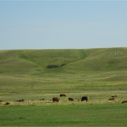 Cattle in the foreground with a hill rising in the background. On the hill is inscribed 95. 