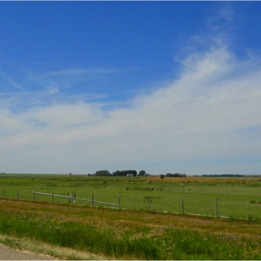 The sky is blue above and the prairie stretches into the distance, with a few small clumps of trees. 