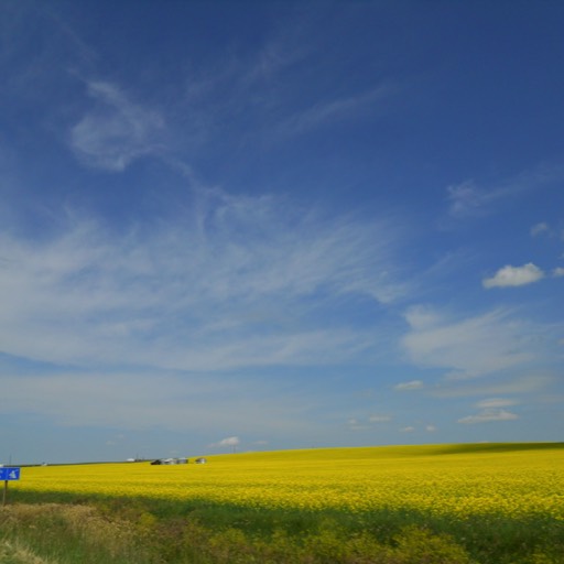 The prairie stretches in the distance, with a mustard crop following it. 